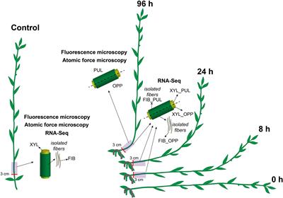 Cell Wall Layer Induced in Xylem Fibers of Flax Upon Gravistimulation Is Similar to Constitutively Formed Cell Walls of <mark class="highlighted">Bast Fibers</mark>